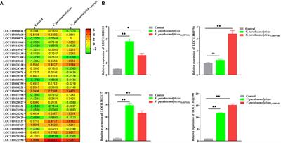 Kruppel homolog 1 modulates ROS production and antimicrobial peptides expression in shrimp hemocytes during infection by the Vibrio parahaemolyticus strain that causes AHPND